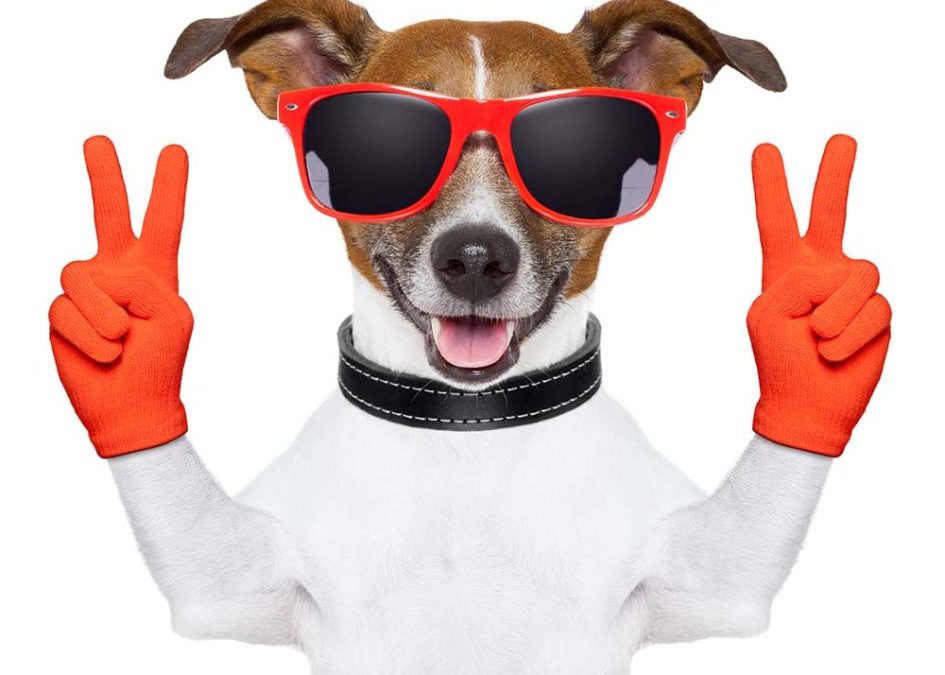 Dog holding victory fingers up. Article is about SEO, Search Engine Optimization tips