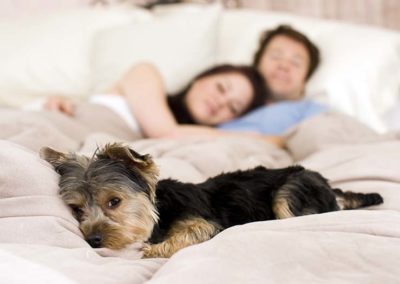 Buying A Pet Friendly Home